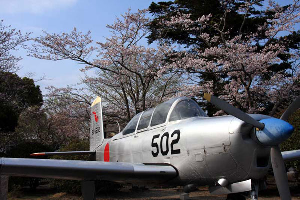 知覧平和記念公園の桜