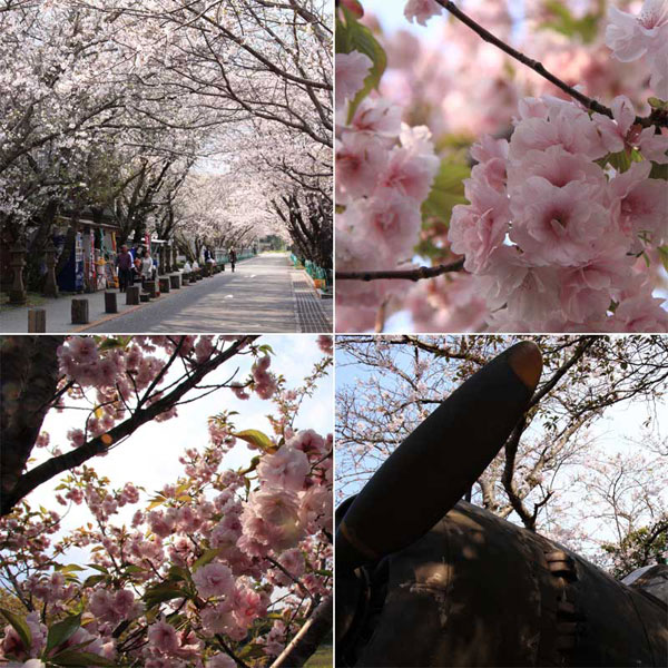知覧平和記念公園の桜