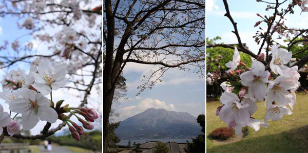仙巌園の桜