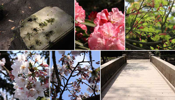 仙巌園の桜