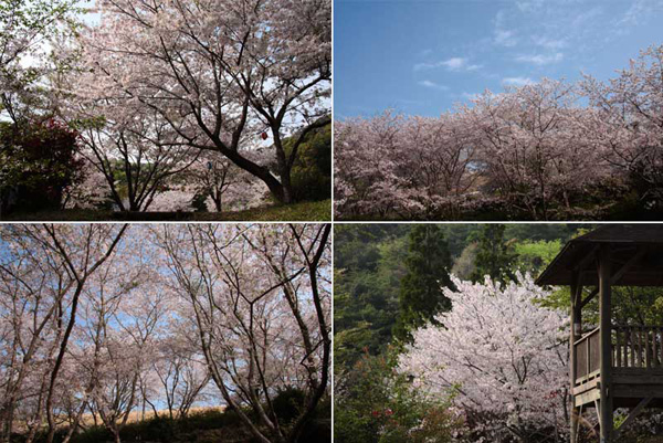 観音ヶ池市民の森の桜