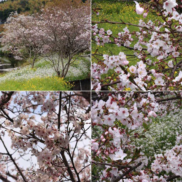 清水岩屋公園（キヨミズイワヤコウエン）の桜
