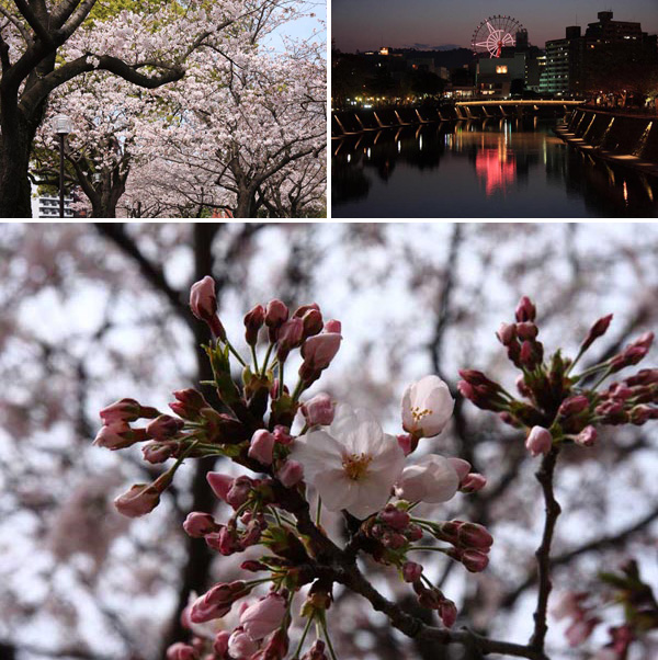 甲突川の桜