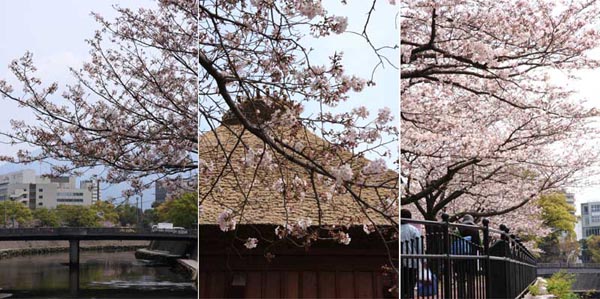 甲突川の桜