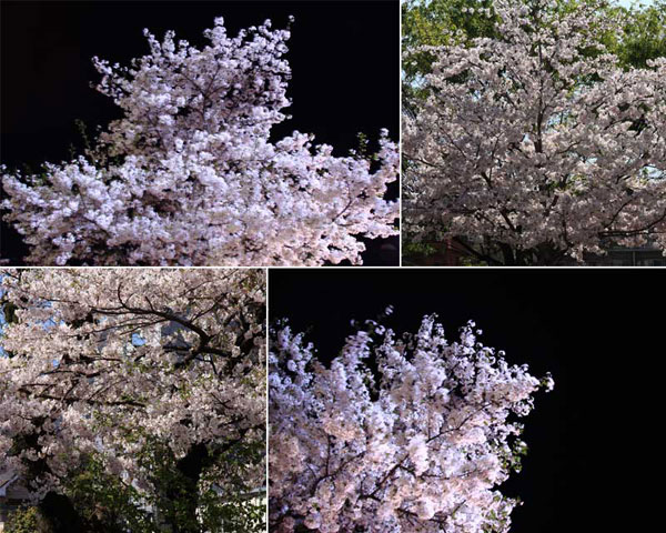 鹿児島共研公園の桜