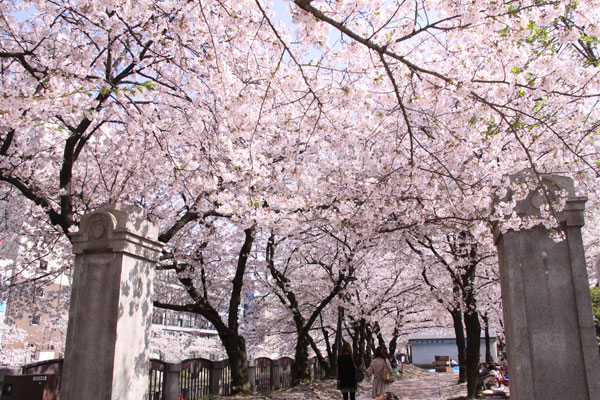 福岡市中央区天神から3回目の桜だより