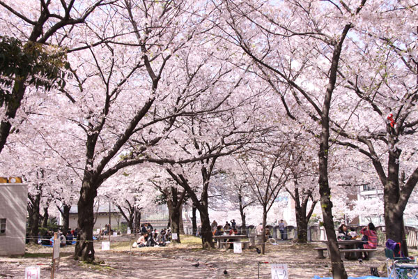 福岡市中央区天神から3回目の桜だより