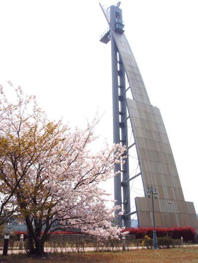 京都大学理学部地球物理学研究所の桜
