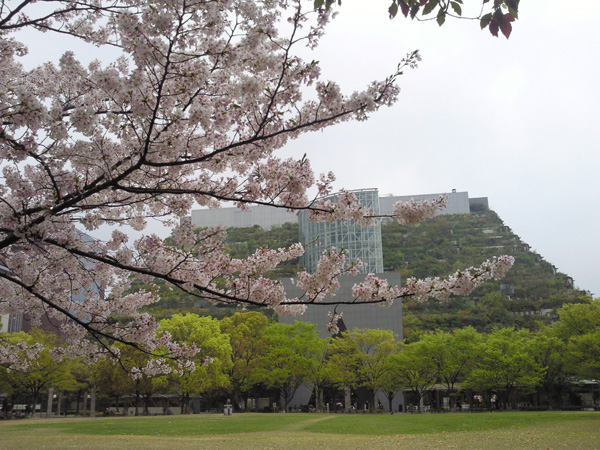 桜のアクロス山