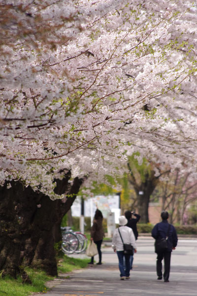 岩手大学の敷地内にある桜