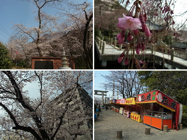 岐阜公園内の日中友好公園の桜