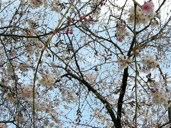 名古屋市中心の堀川の御用水路街園の桜