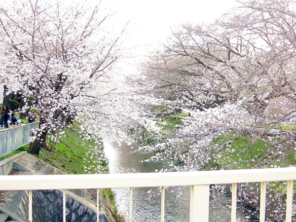名古屋市中心の堀川の御用水路街園の桜