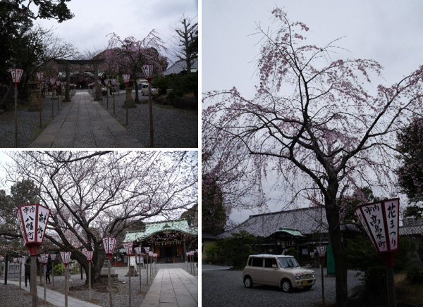 枝垂れ桜と大枝の桜
