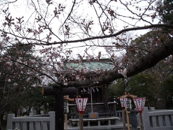 天満宮の前の桜枝