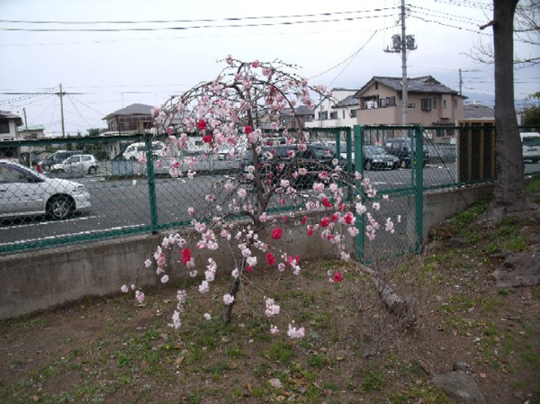 日枝神社の駐車場の前の桜