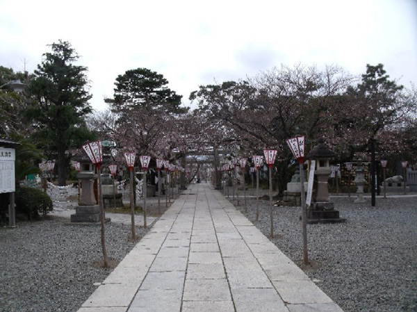日枝神社の参道両脇の桜