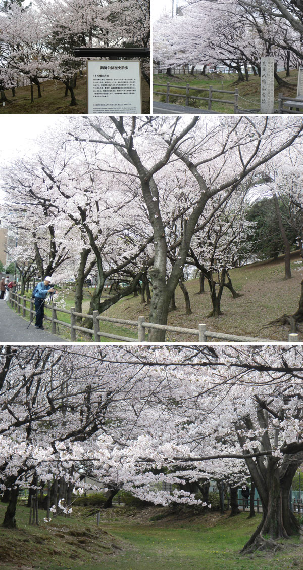 鶴舞公園の桜