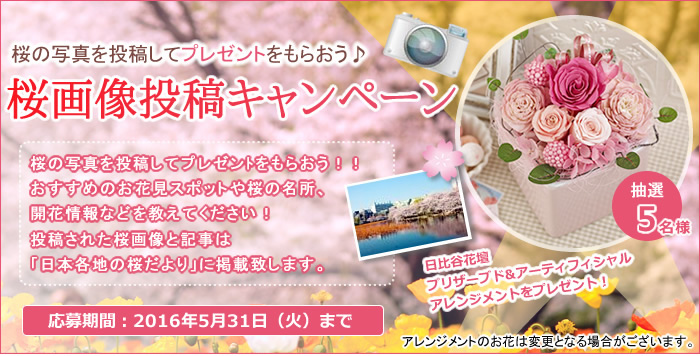 桜の写真を投稿してプレゼンﾄをもらおう！！おすすめのお花見スポットや桜の名所、開花情報などを教えてください！投稿された桜画像と記事は日比谷花壇「日本各地の桜だより」に掲載致します。