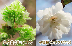紹介！桜の品種