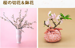 桜のお手入れ方法