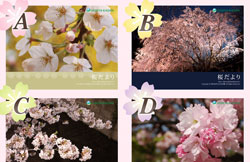  日比谷花壇オリジナル桜クイズ